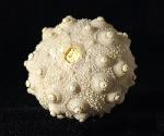 Hemicidaris intermedia (FLEMING 1828) - Bild © FossNet FossilienStore
